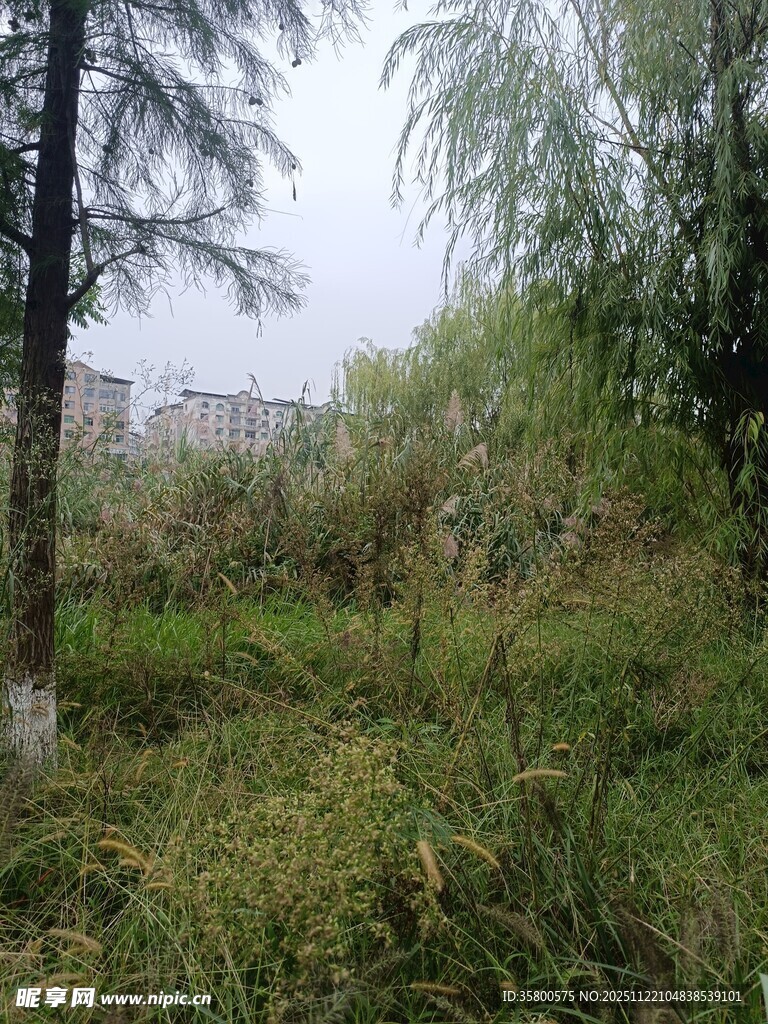 野外繁茂草木与树木景象