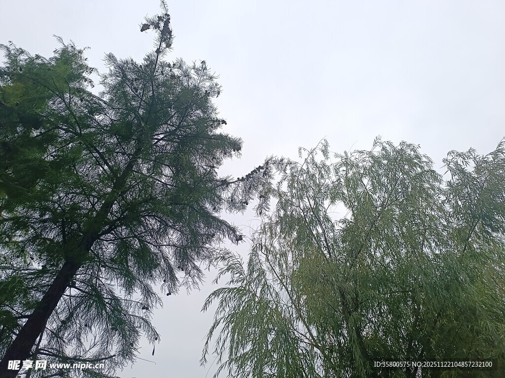 绿树蓝天 