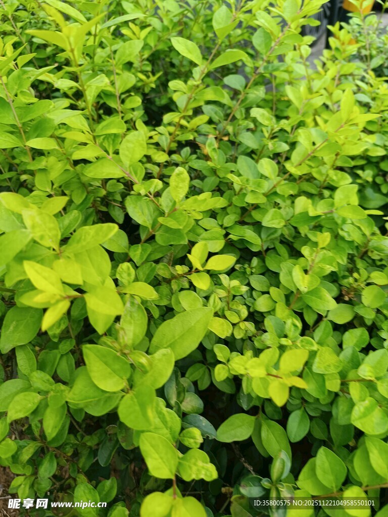 翠绿繁茂的灌木丛