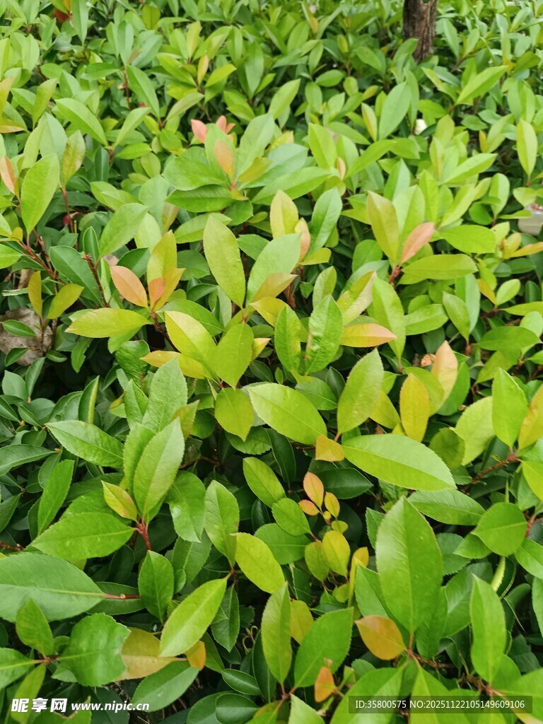 翠绿繁茂的灌木丛