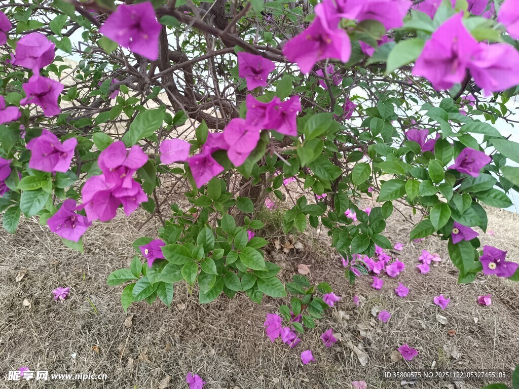 绽放的紫色三角梅