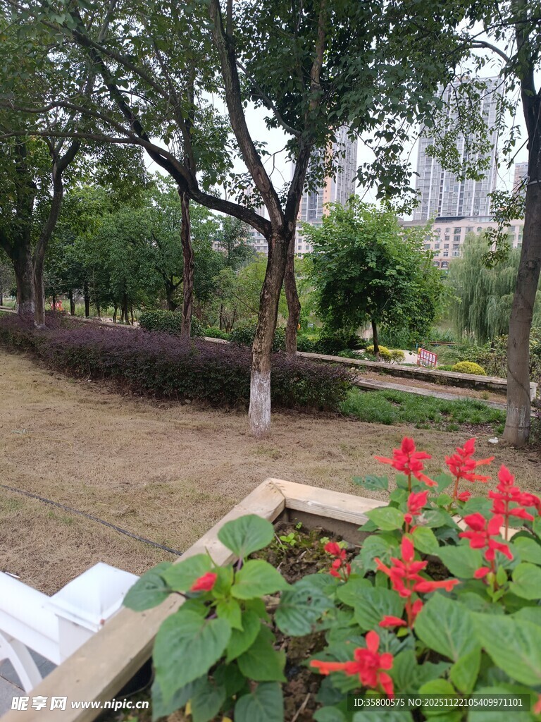 花园中绽放的鲜艳红花