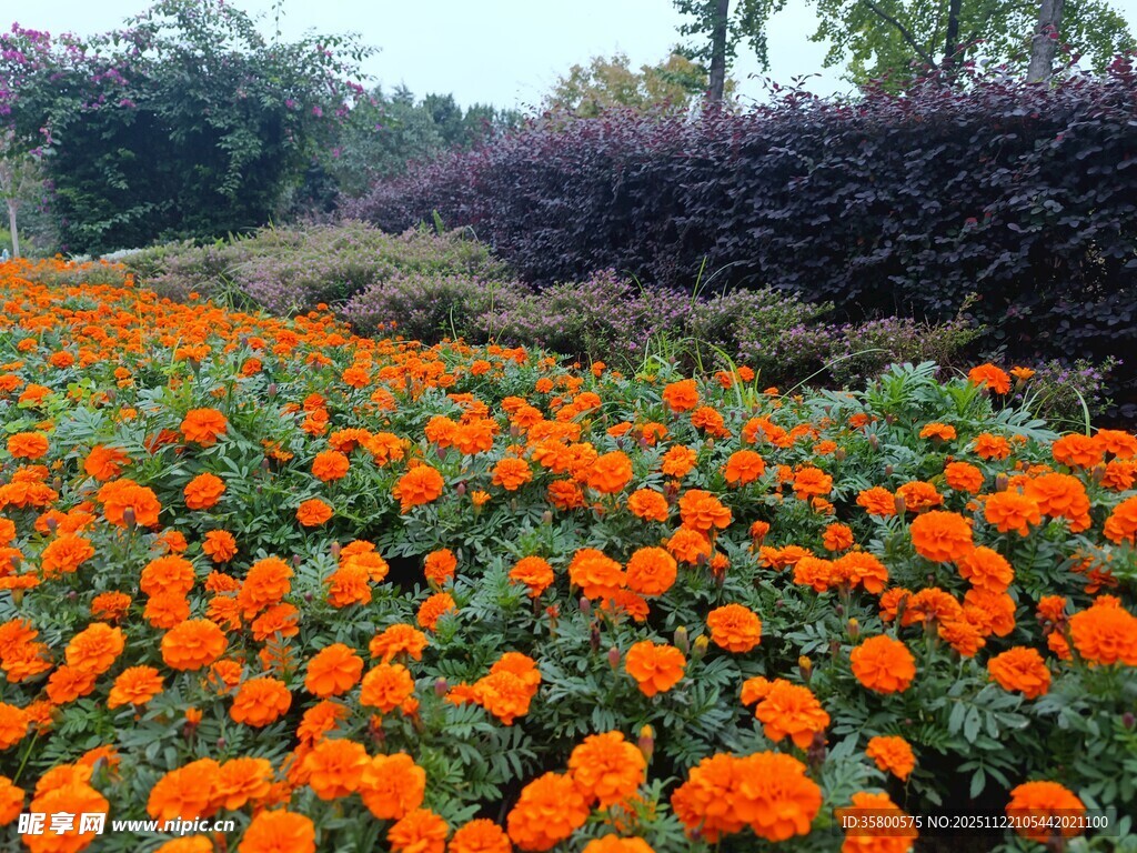 绚烂橘色花海绽放美景