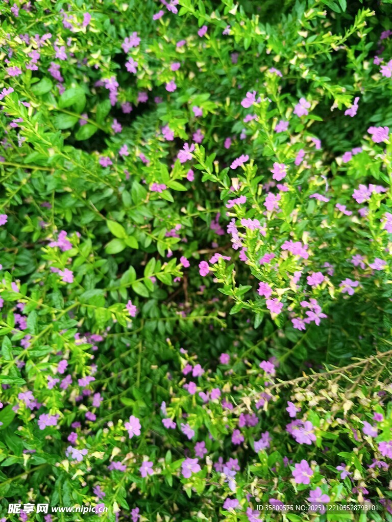 繁茂绿植间的紫色小花