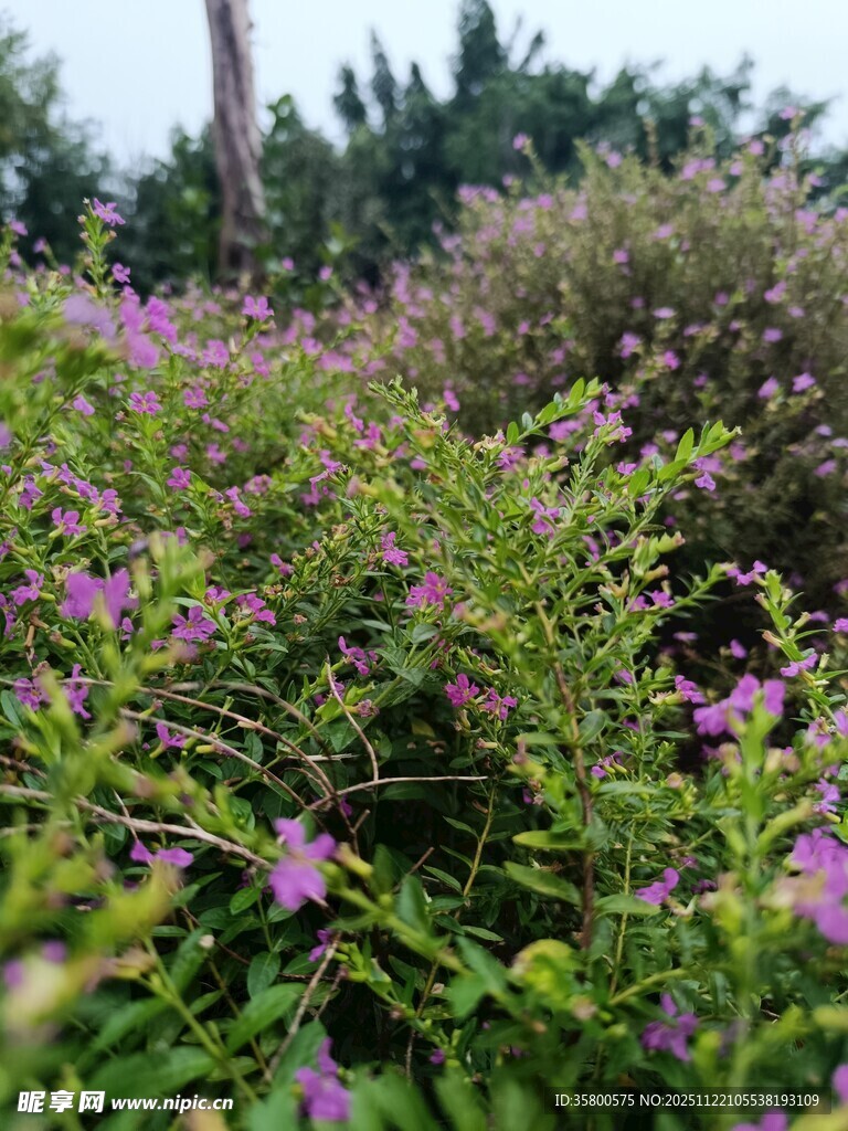 紫色小花绽放于绿植间