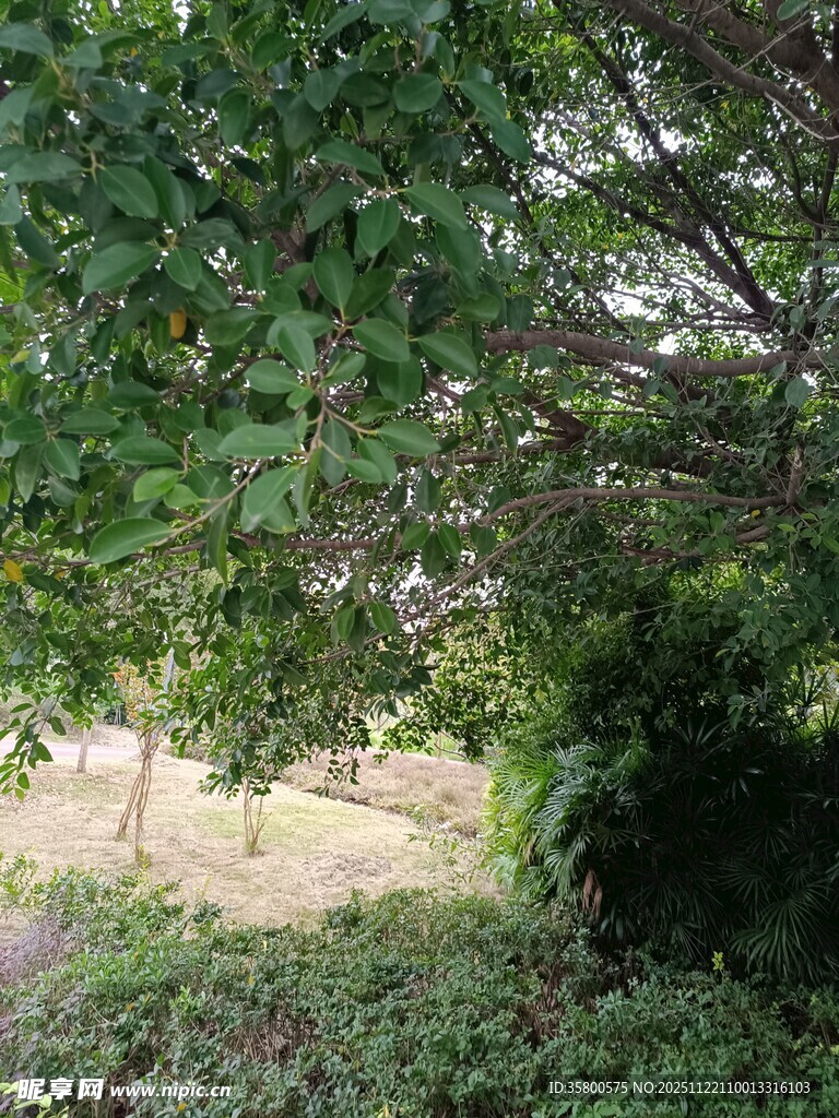 绿荫下的自然景致