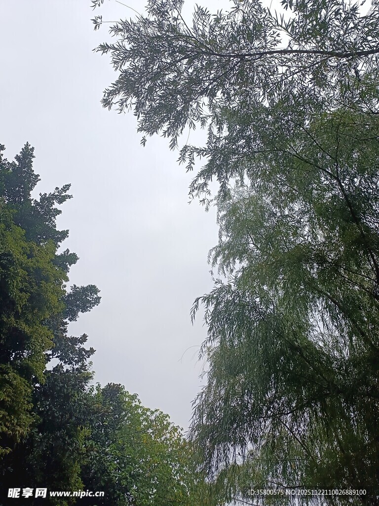 绿树成荫的自然景象