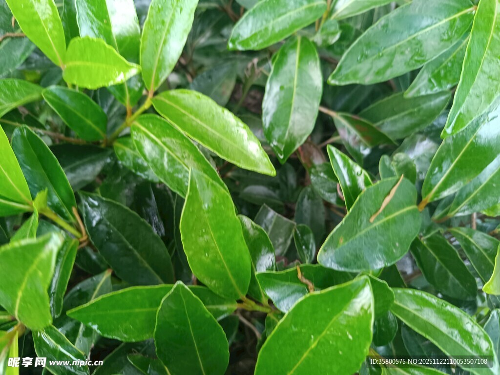 翠绿欲滴的鲜嫩植物叶片