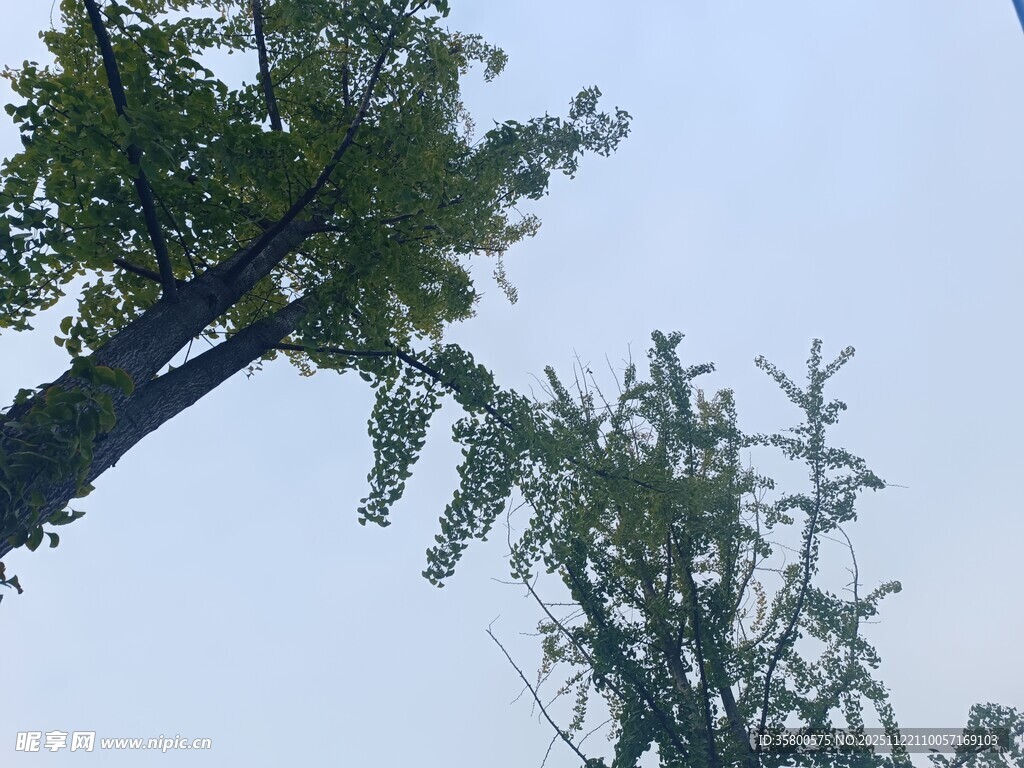 仰视视角下的葱郁树木