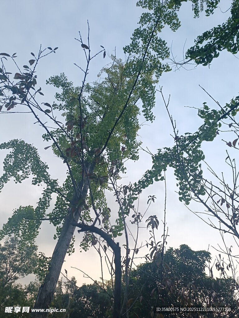 蓝天绿树间的自然景致