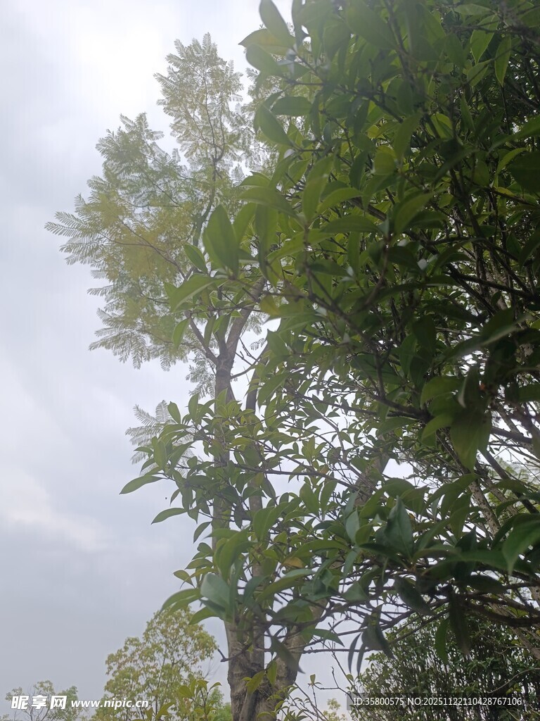雨中葱郁大树