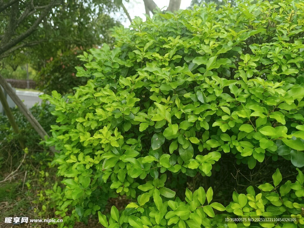 翠绿繁茂的灌木丛