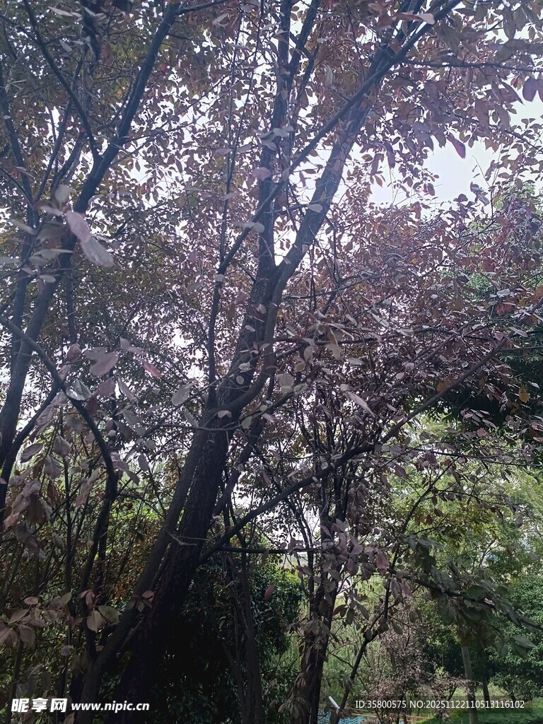 林间繁茂树木景色