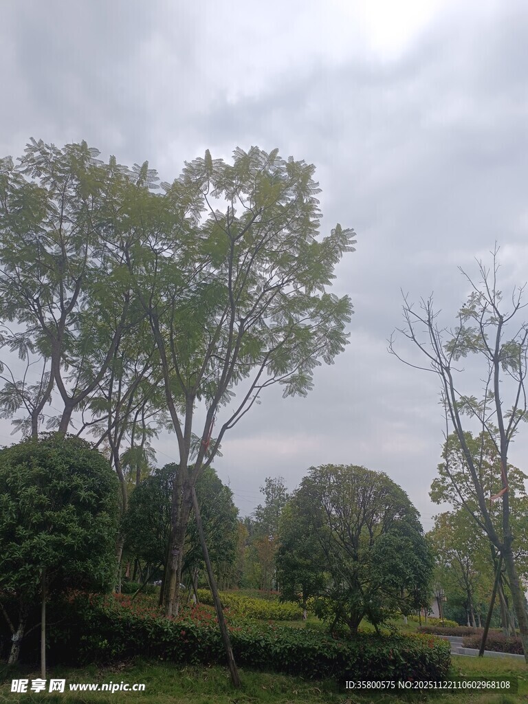阴天里的园林树木景观