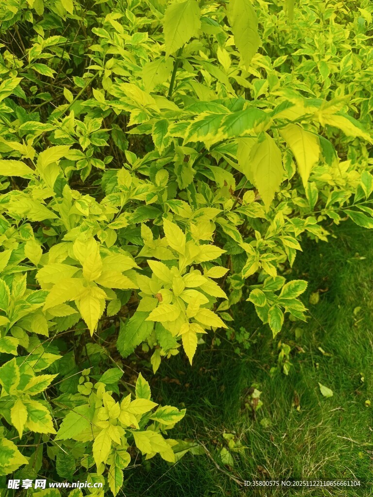 翠绿繁茂的植物枝叶