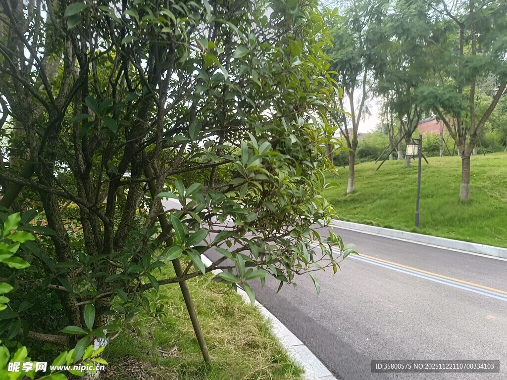 蜿蜒小路旁的葱郁绿植