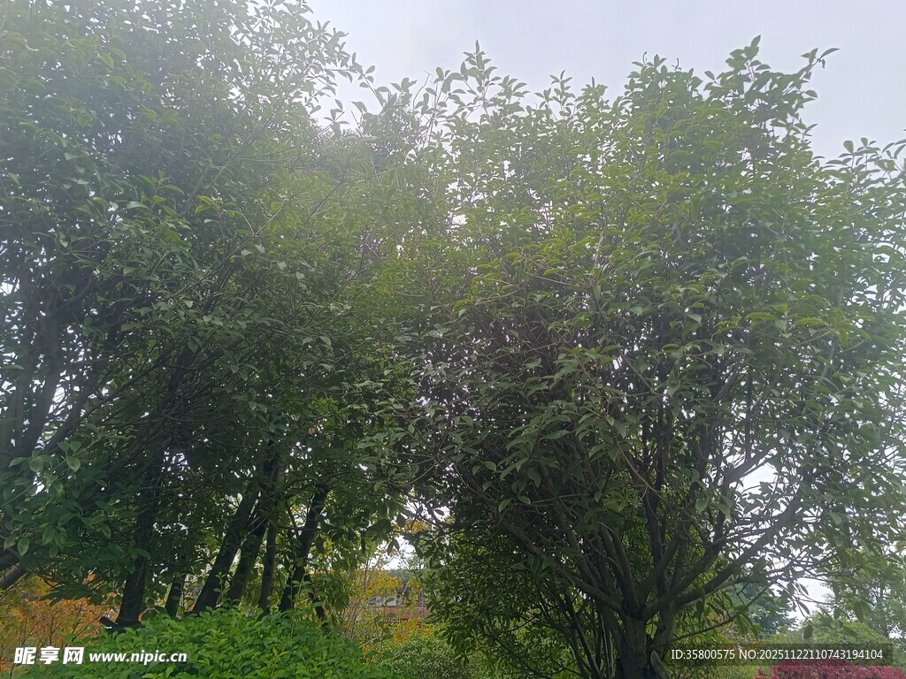 绿意盎然的林间景致