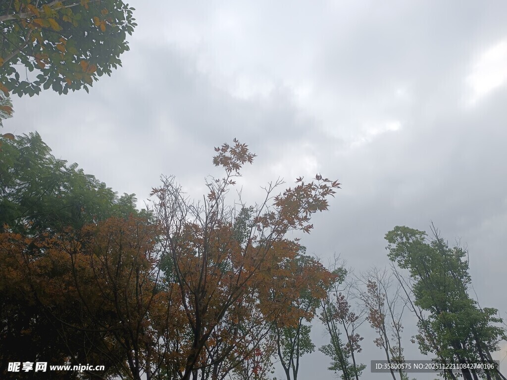 阴天树林间的树木景致