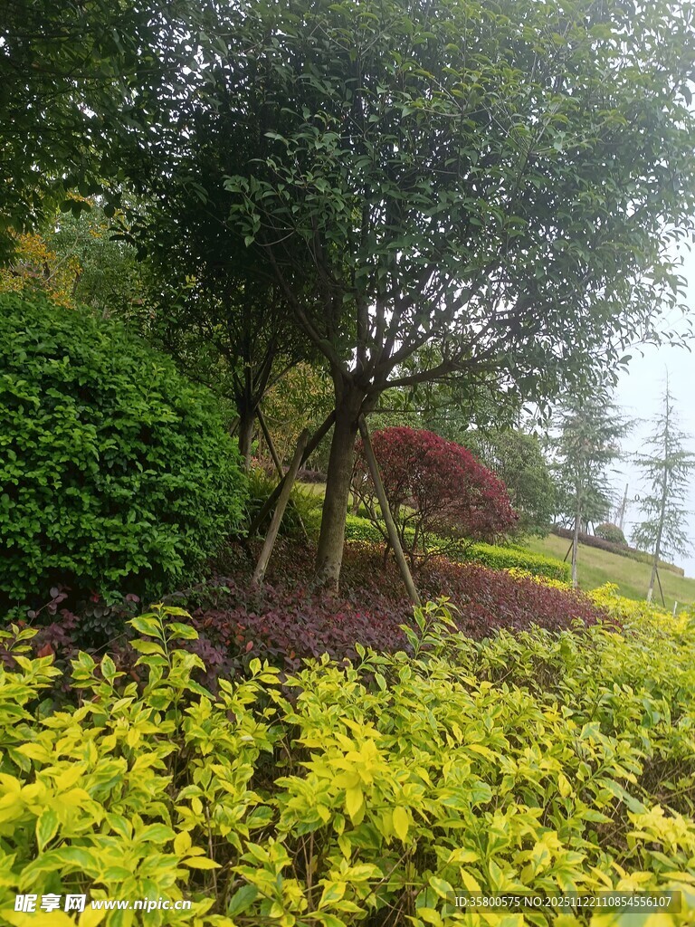 多彩绿植景观