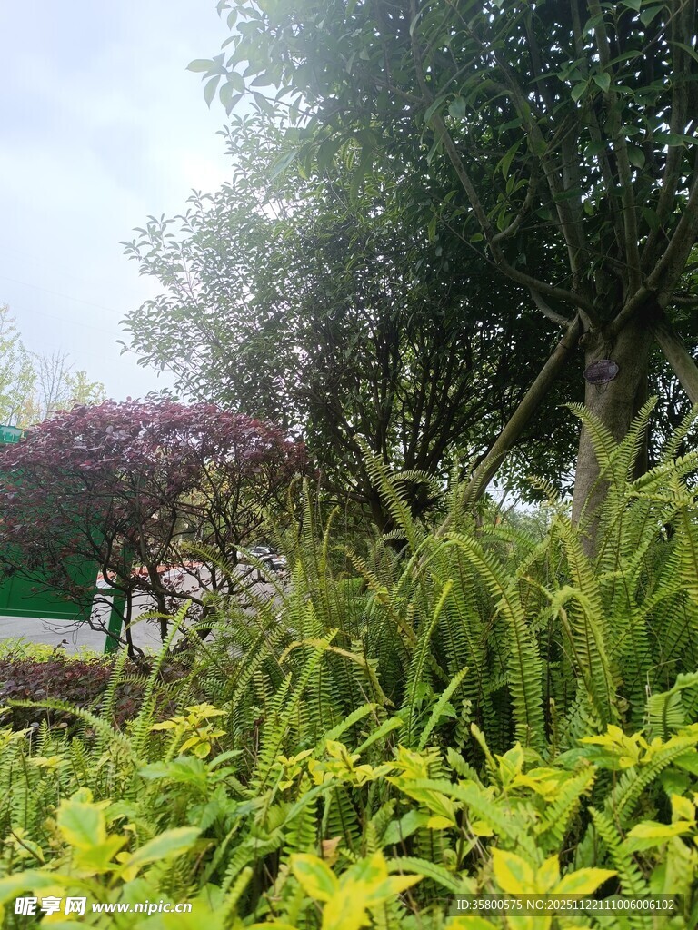 户外绿植景观