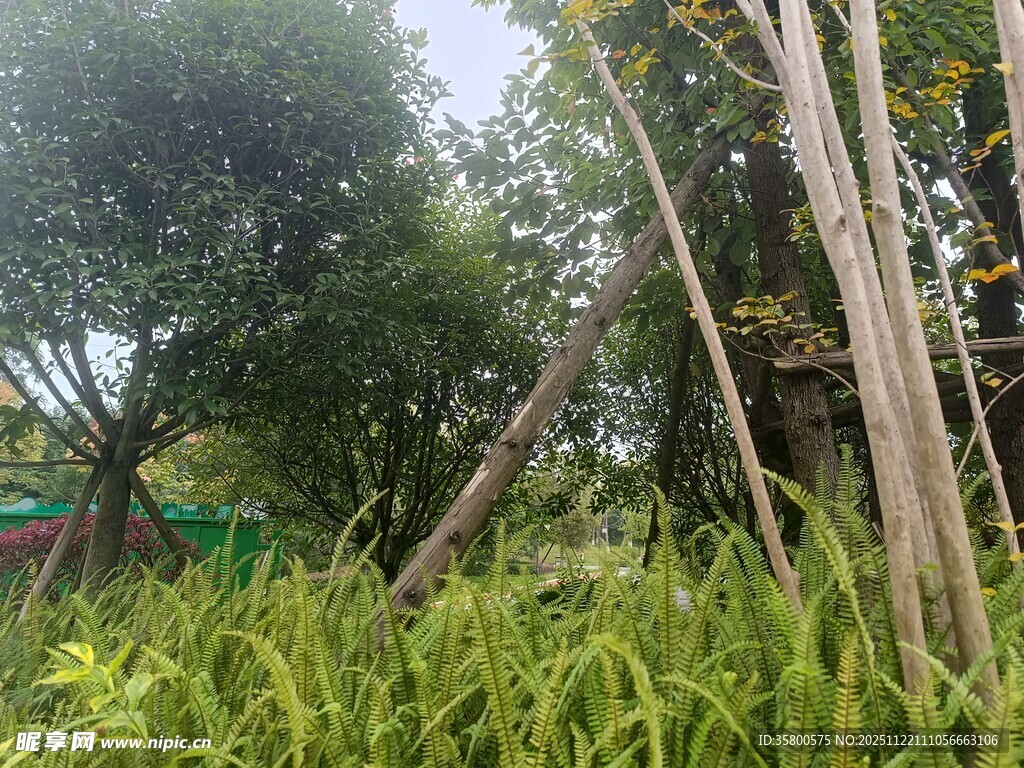 竹林旁的繁茂绿植景观