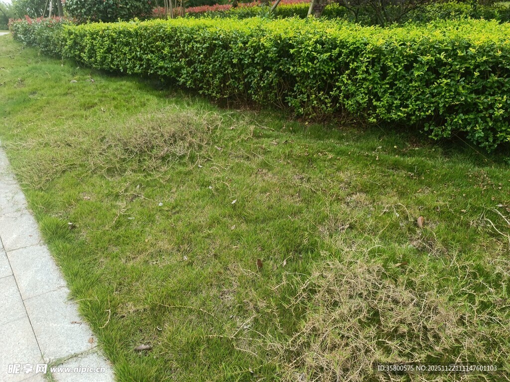 路边修剪整齐的绿植景观