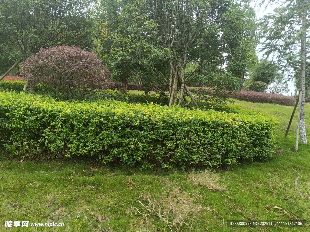 绿意盎然的园林景观