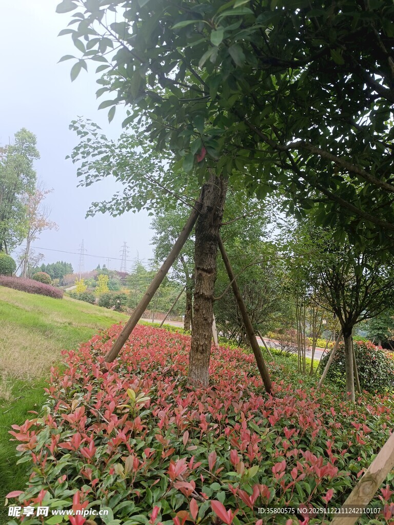 树下繁花盛开的美丽景致