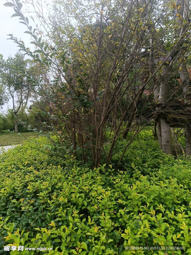 绿意盎然的户外植物景观