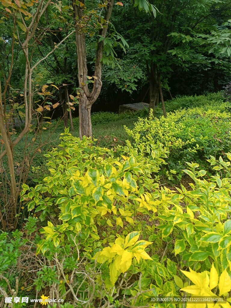 绿意盎然的林间花草景观