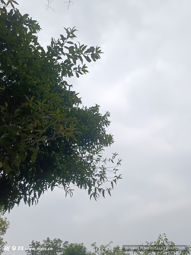枝头绿叶衬灰白天空