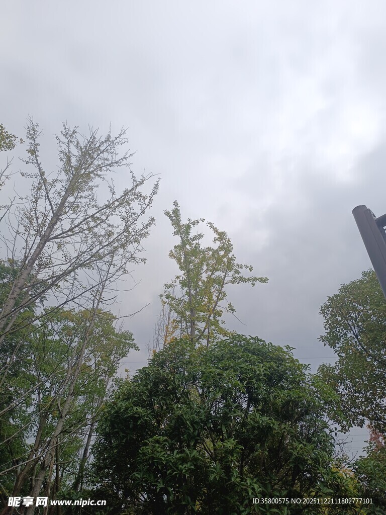 云雾中的葱郁树林