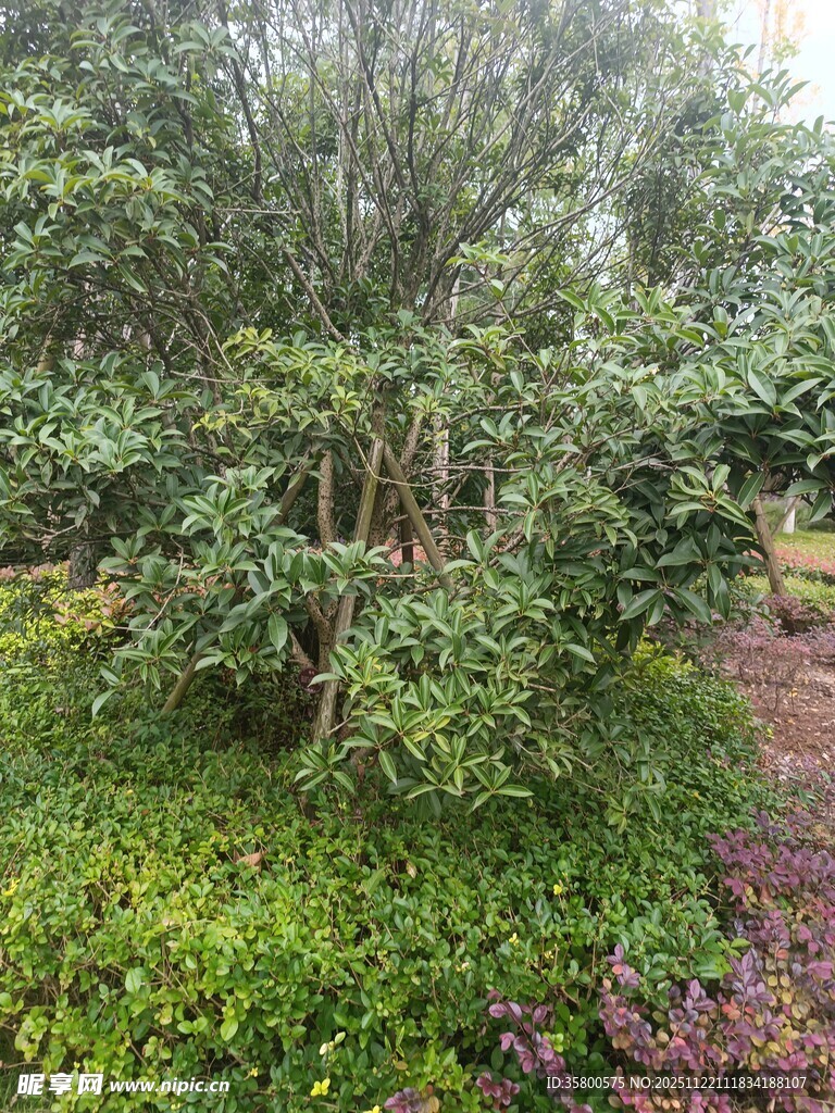 繁茂绿植景观