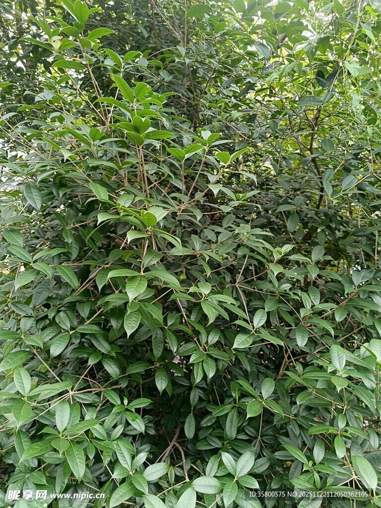 茂密绿植景观