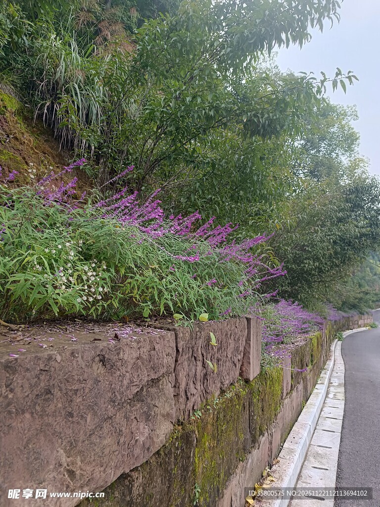 路边绿植与紫色花卉景观