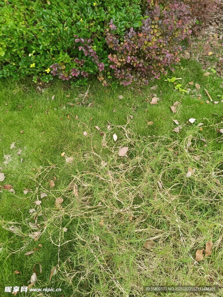 草地与多彩植物景观