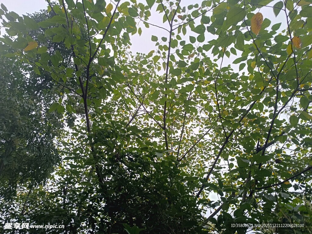 繁茂树林中的绿意景象