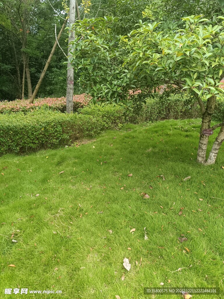 绿意盎然的庭院景观