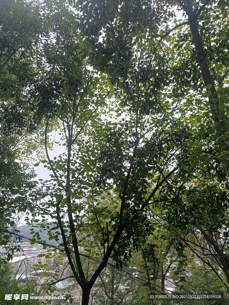 茂密树林中的繁茂枝叶