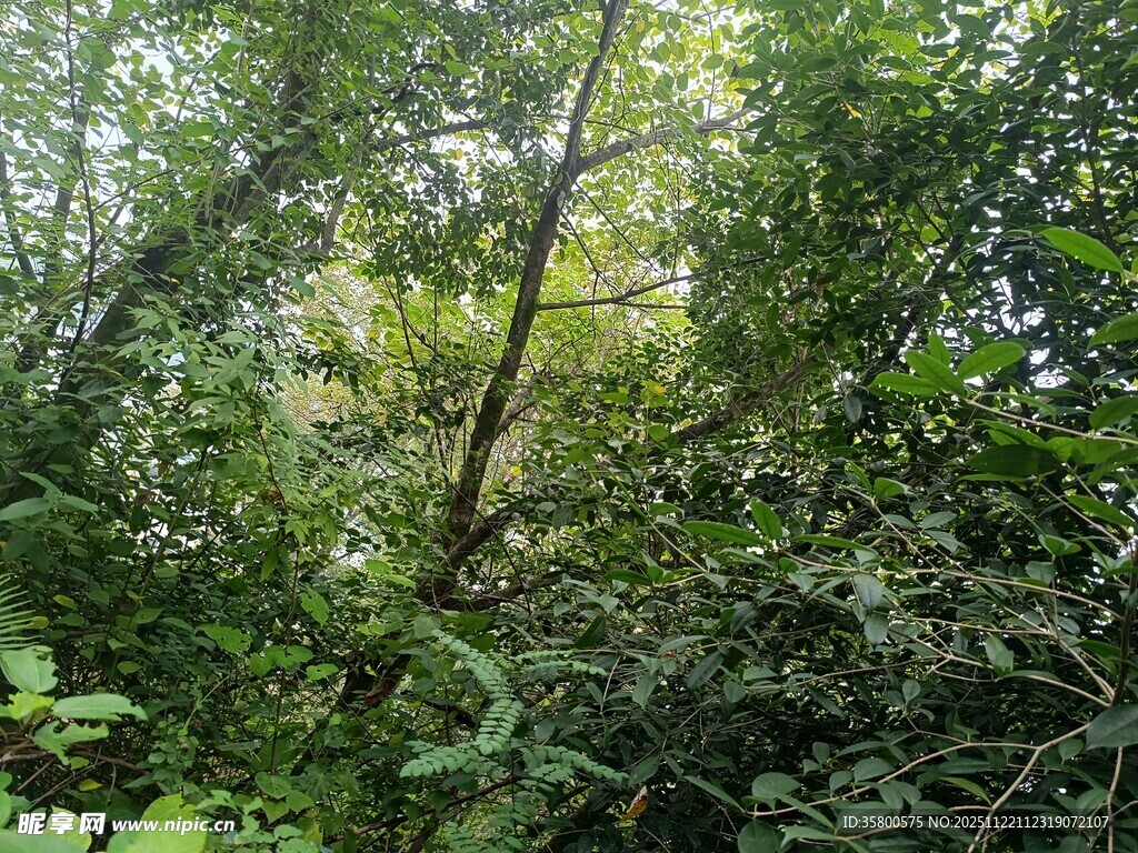 茂密丛林绿意盎然
