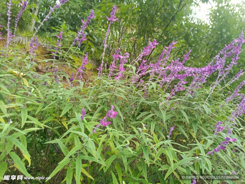 紫色花卉与绿植景观