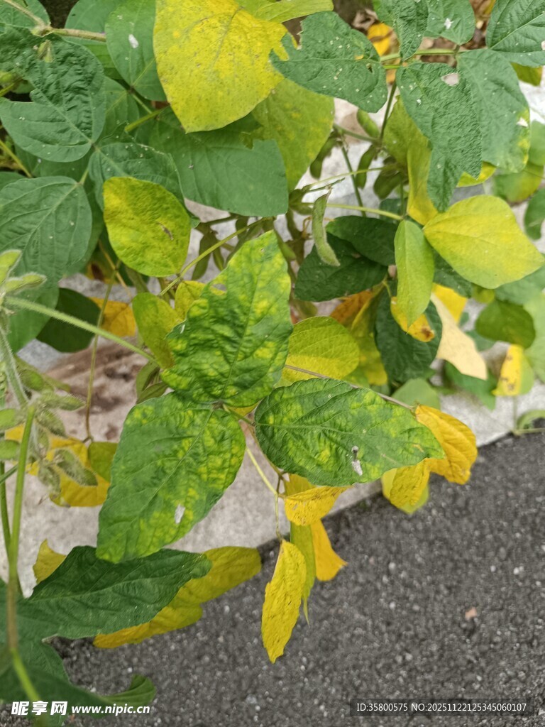 多彩植物盆栽景观