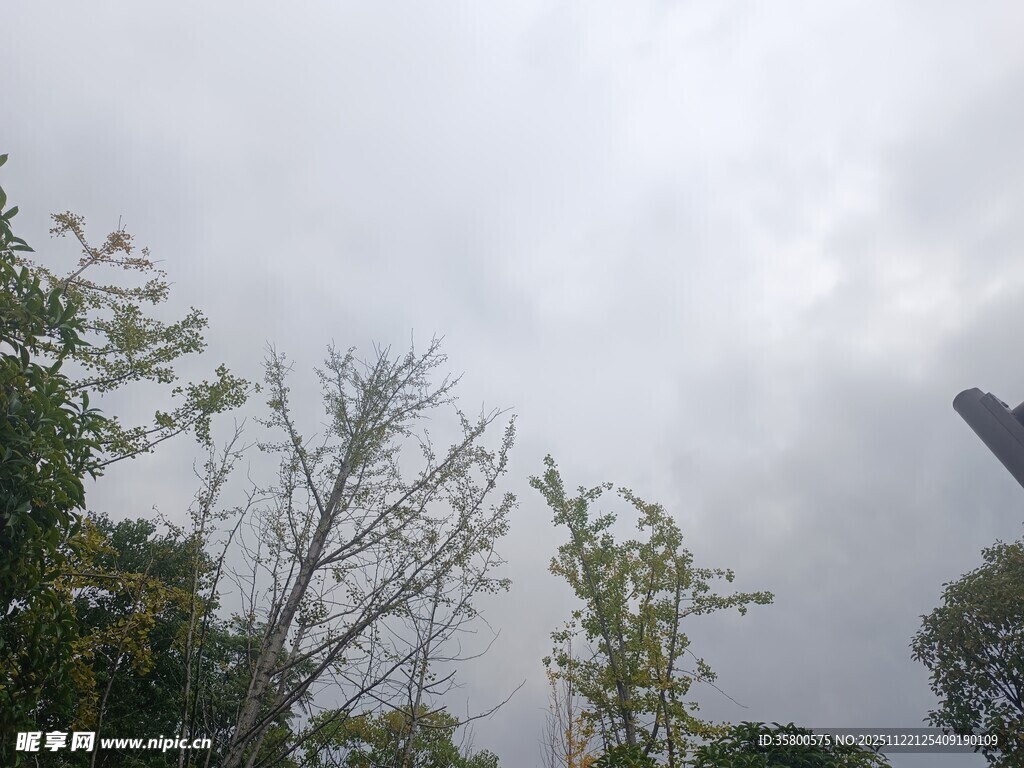 阴天中的树木与朦胧建筑