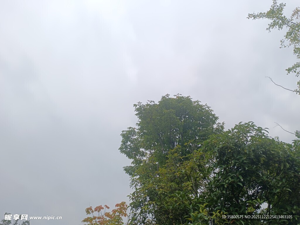 仰视天空下的繁茂绿树