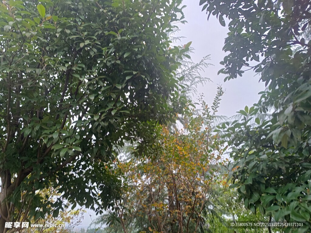 繁茂树林中的自然景致