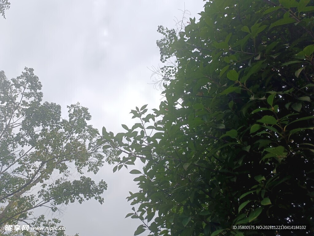 绿树与天空的自然景致