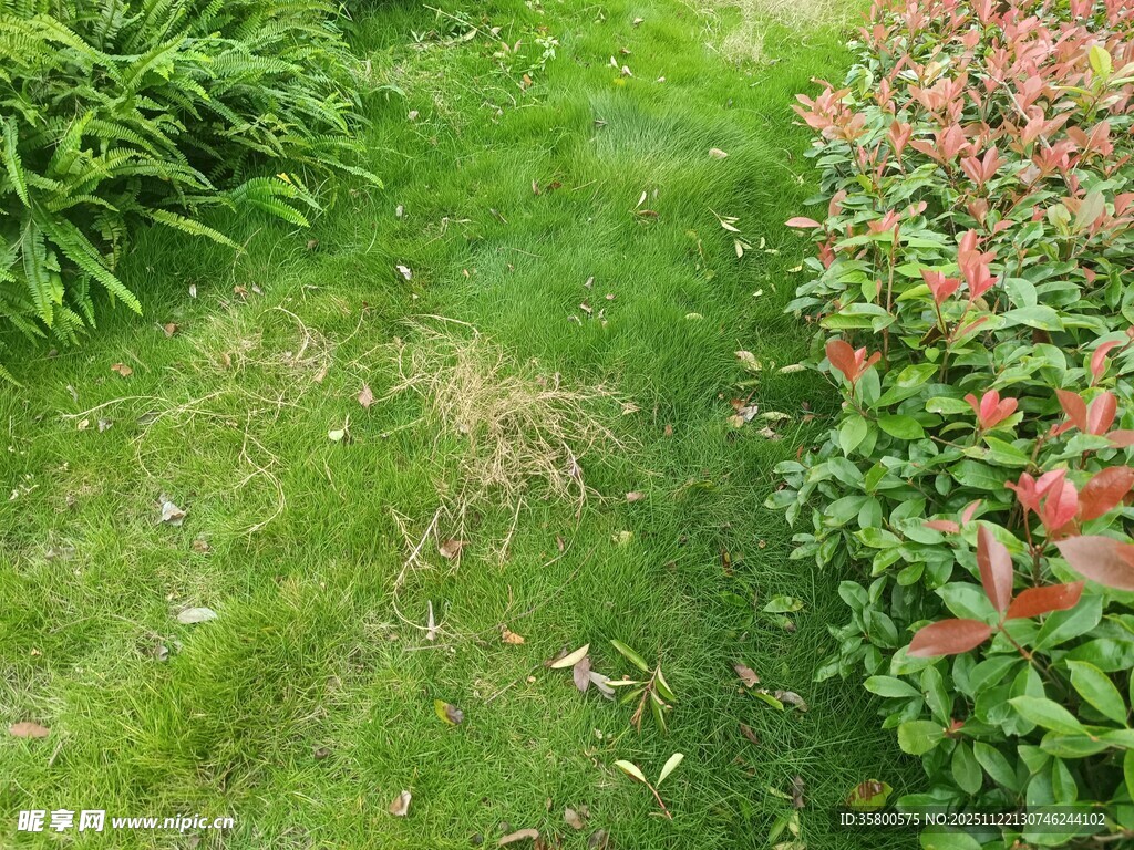 绿草红花的庭院景致