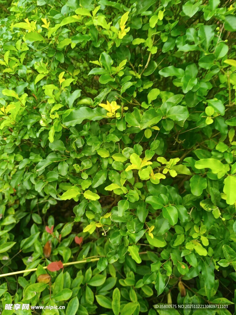 翠绿繁茂的生机植物丛