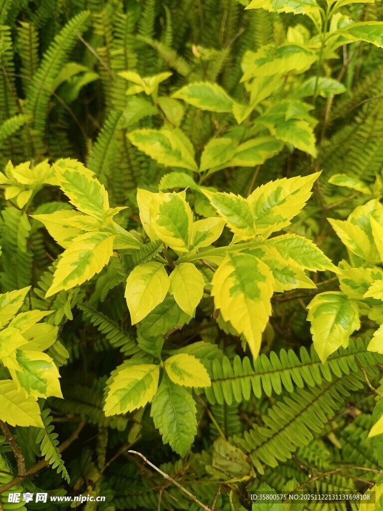 黄绿相间的繁茂植物