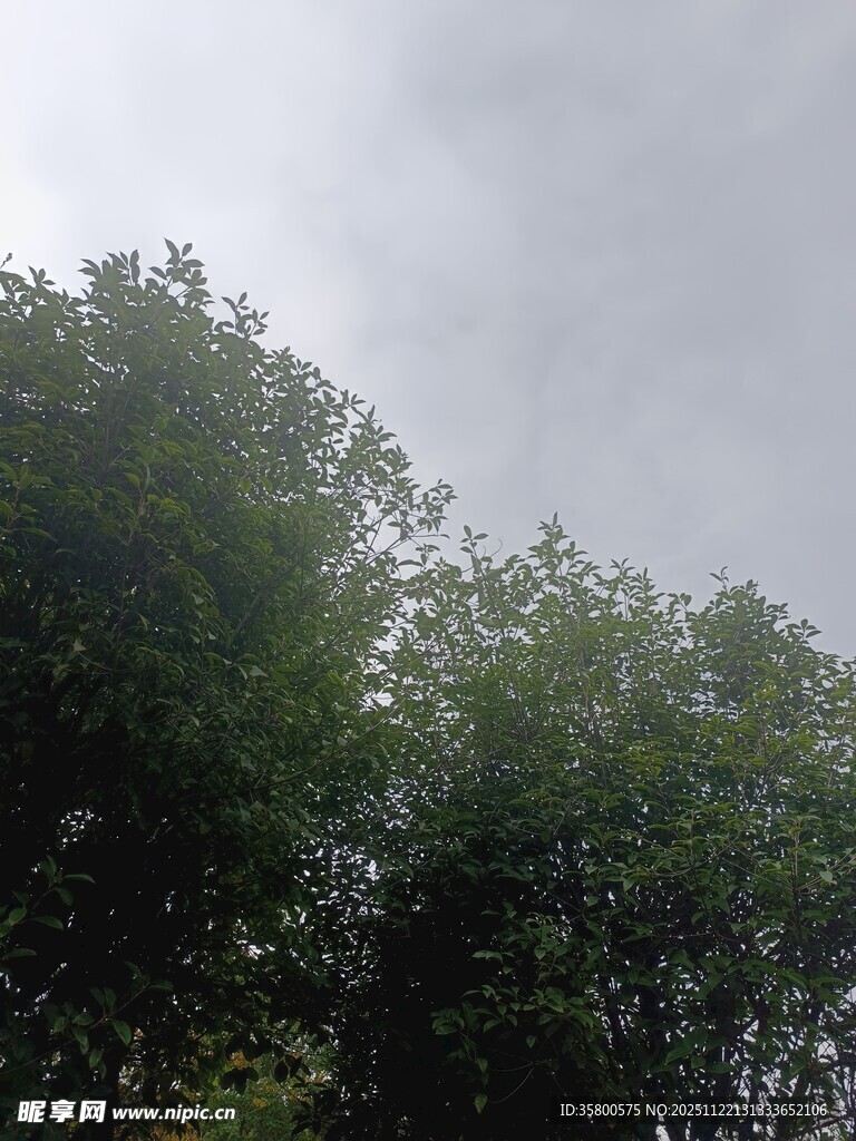 阴天中的茂密绿树